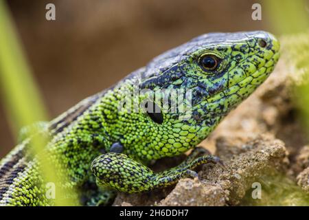 Sandeidechse (Lacerta agilis), Porträt eines Männchens, Deutschland Stockfoto