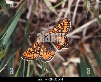 Marsh Fritillary (Eupydryas aurinia, Eurodryas aurinia, Melitaea aurinia), sitzt auf Gras, Deutschland Stockfoto