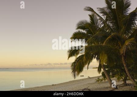 Kokospalme (Cocos nucifera), Strand auf einer Fuß-Insel, Cook-Inseln, Aitutaki Stockfoto