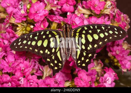 Schwanzhäher, Grünes Dreieck, Schwanzgrüner eichelhäher, Grünes Dreieck (Graphium agamemnon, Papilio agamemnon), sitzt auf einem Blütenstand Stockfoto