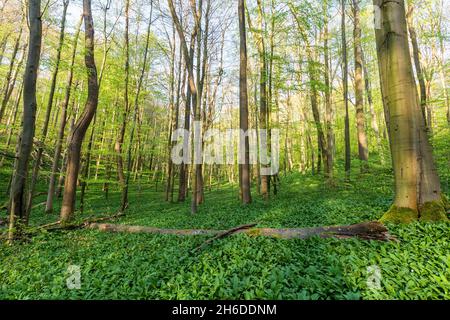 Buche (Fagus sylvatica), Freiwald im Frühjahr mit dichtem Unterholz und Totholz, Baum des Jahres 2022, Deutschland, Thüringen, Nationalpark Stockfoto