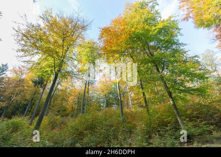 Buche (Fagus sylvatica), Buchenwald mit Herbstfarben in verschiedenen Stadien, Baum des Jahres 2022, Deutschland, Odenwald Stockfoto