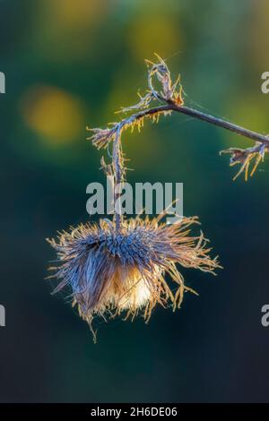 Stierdistel, Stierdistel, Speerdistel (Cirsium vulgare, Cirsium lanceolatum), verwelkter Blütenkopf, Deutschland, Nordrhein-Westfalen Stockfoto