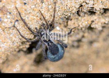 Nadelstreifen-Wolfsspinne (Pardosa monticola), weiblich, Deutschland Stockfoto