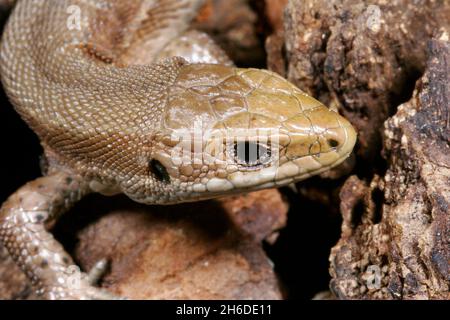 Lebhaftige Eidechse, Europäische gemeine Eidechse (Lacerta vivipara, Zootoca vivipara), Porträt eines Jugendlichen, Deutschland Stockfoto