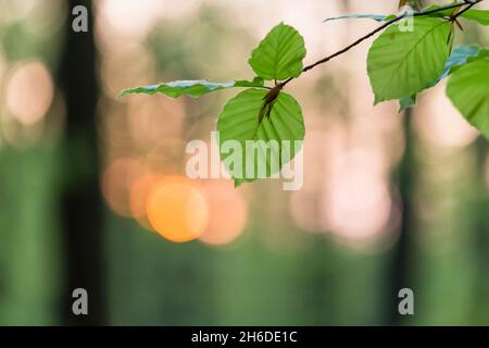 Buche (Fagus sylvatica), Zweig mit Blättern im Abendlicht, Baum des Jahres 2022, Deutschland, Thüringen, Nationalpark Hainich Stockfoto
