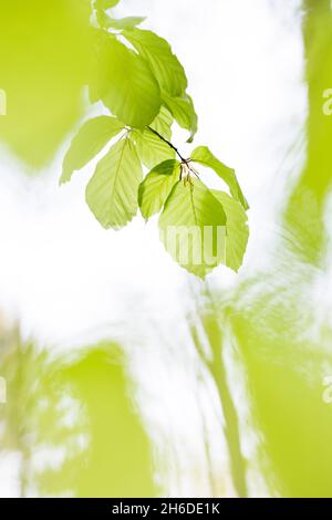 Buche (Fagus sylvatica), Zweig mit jungen Blättern im Frühjahr vor weißem Hintergrund, Baum des Jahres 2022, Deutschland, Thüringen, Stockfoto