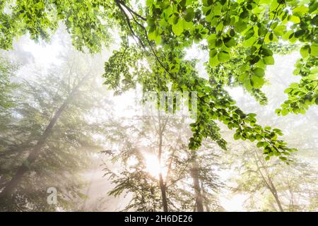 Gemeine Buche (Fagus sylvatica), Grüne Zweige einer Buche im Frühjahr im Morgennebel, Baum des Jahres 2022, Deutschland, Odenwald Stockfoto