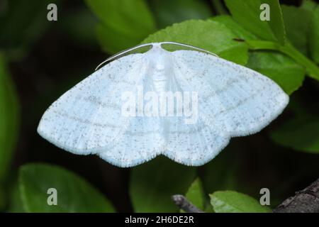 Gewöhnliche Weiße Welle (Cabera pusaria), Männchen sitzt auf einem Blatt, Blick von oben, Deutschland Stockfoto