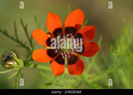 Sommerfaasantauge, Sommer Adonis (Adonis aestivalis), Blume, Deutschland Stockfoto