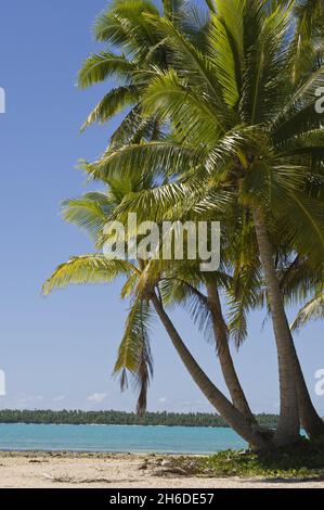 Strand auf einem Fuß Insel, Cook Inseln, Aitutaki Stockfoto