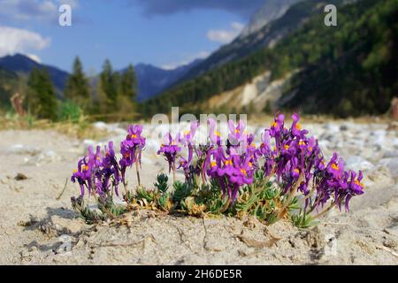 alpine Toadflax (Linaria alpina), blüht auf sandigen Böden in alpiner Landschaft, Deutschland Stockfoto