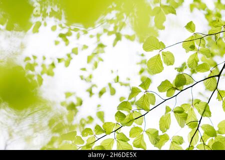 Buche (Fagus sylvatica), Zweig mit jungen Blättern im Frühjahr vor weißem Hintergrund, Baum des Jahres 2022, Deutschland, Thüringen, Stockfoto