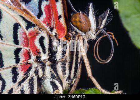 Rote Schnauzerei (Cethosia biblis, Papilio biblis), Porträt Stockfoto