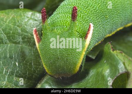 Zweischwänzige Pascha, Kaiser der Füchse (Charaxes jasius), Porträt einer Raupe Stockfoto
