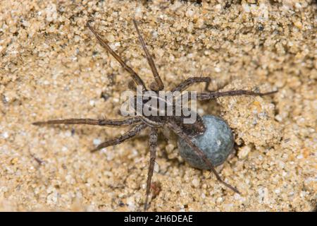 Nadelstreifen-Wolfsspinne (Pardosa monticola), weiblich, Deutschland Stockfoto