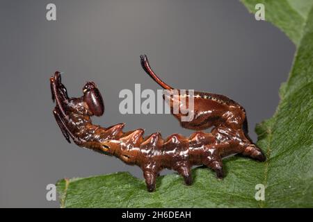 Hummermotte (Stauropus fagi), Raupe an einem Blatt, Seitenansicht, Deutschland Stockfoto