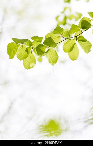 Buche (Fagus sylvatica), Zweig mit jungen Blättern im Frühjahr vor weißem Hintergrund, Baum des Jahres 2022, Deutschland, Thüringen, Stockfoto