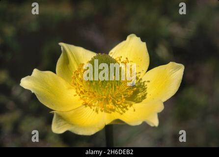 Alpenanemone (Pulsatilla alpina, Anemone alpina), Einzelblume, Deutschland Stockfoto