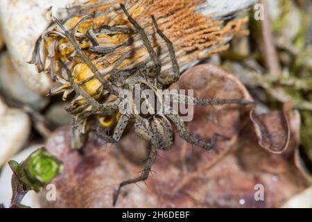 Nadelstreifen-Wolfsspinne (Pardosa monticola), weiblich, Deutschland Stockfoto