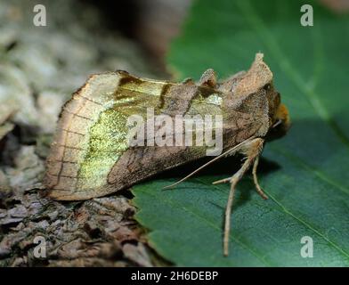 Brüniertes Messing (Diachrysia chrysitis, Plusia chrysitis, Phytometra chrysitis), sitzend auf einem Blatt, Seitenansicht, Deutschland Stockfoto