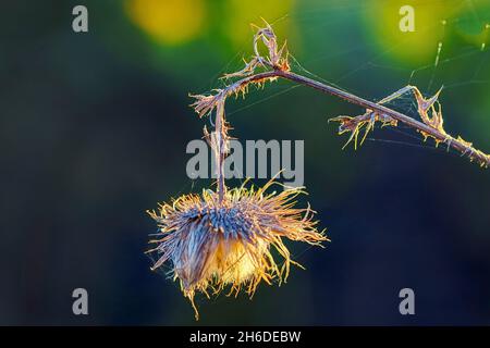 Stierdistel, Stierdistel, Speerdistel (Cirsium vulgare, Cirsium lanceolatum), verwelkter Blütenkopf, Deutschland, Nordrhein-Westfalen Stockfoto