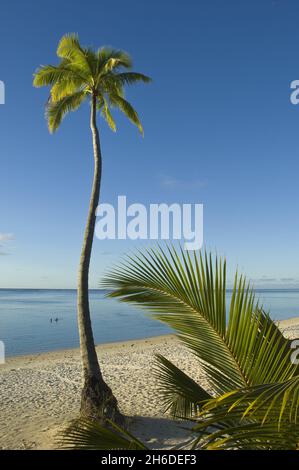 Kokospalme (Cocos nucifera), Strand auf einer Fuß-Insel, Cook-Inseln, Aitutaki Stockfoto