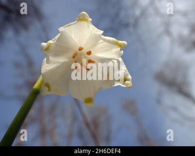 Frühjahrsschneehacke (Leucojum vernum), Einzelblüte von unten, Deutschland Stockfoto