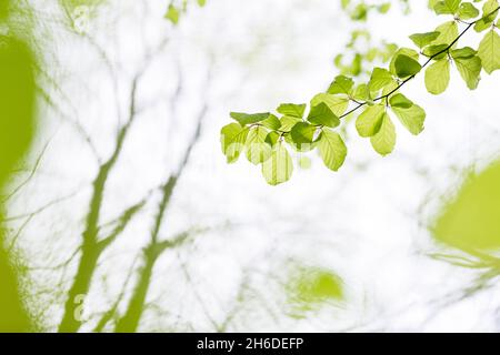 Buche (Fagus sylvatica), Zweig mit jungen Blättern im Frühjahr vor weißem Hintergrund, Baum des Jahres 2022, Deutschland, Thüringen, Stockfoto