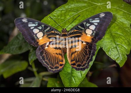 Clipper (Parthenos sylvia, Papilio slyvia), sitzt auf einem Blatt Stockfoto