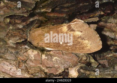 Kiefer-Lappet, Kiefer-Lappet, Europäische Kiefer Motte (Dendrolimus pini), sitzt auf Kiefernrinde, Deutschland Stockfoto