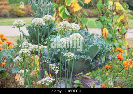 Zwiebel blüht in der Landwirtschaft und Ernte. Gemüse zu Hause anbauen. Offenes ebenes Bett in das Ackerland. Stockfoto