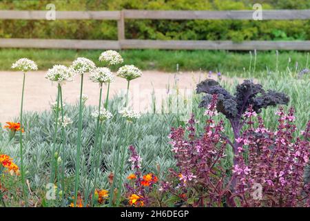 Bio-Gemüse in einem rustikalen Bauerngarten angebaut. Zwiebel blüht in der Landwirtschaft und Ernte. Gemüse zu Hause anbauen. Offenes, ebenes Bett in das F Stockfoto