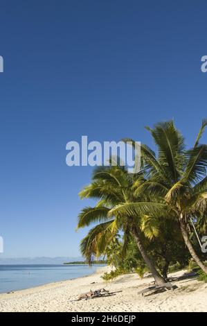 Kokospalme (Cocos nucifera), Strand auf einer Fuß-Insel, Cook-Inseln, Aitutaki Stockfoto