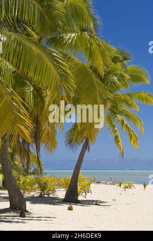 Kokospalme (Cocos nucifera), Strand auf einer Fuß-Insel, Cook-Inseln, Aitutaki Stockfoto