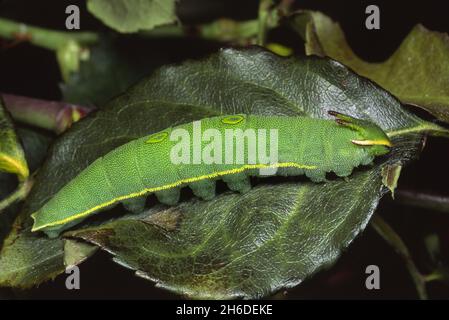 Zweiseitige Pascha, Foxy Kaiser (Charaxes Jasius), Raupe auf einem Blatt Stockfoto