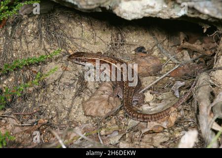 Lebhaftige Eidechse, Europäische gemeine Eidechse (Lacerta vivipara, Zootoca vivipara), gravidhaltiges Weibchen, Deutschland Stockfoto