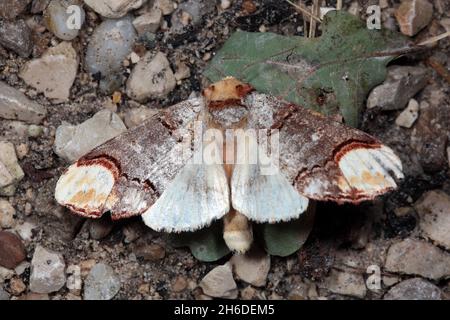 Buff-Tip-Motte, Buff-Tip-Raupe (Phalera bucephala), sitzt auf dem Boden, Deutschland Stockfoto