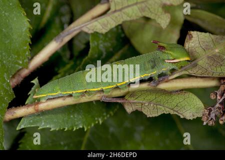 Zweischwänzige Pascha, Kaiser der Füchse (Charaxes jasius), Raupe auf einem Stamm Stockfoto