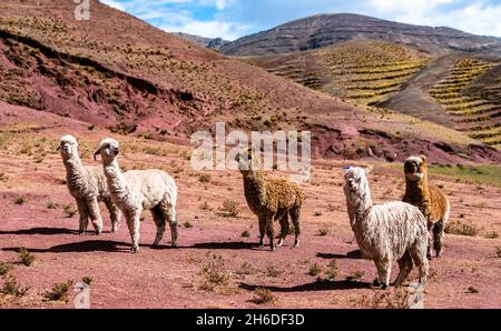 Alpakas in den Palccoyo Regenbogenbergen in Peru Stockfoto