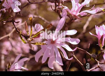 Magnolia Stellata in Blüte Stockfoto