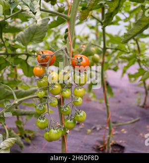 Kirschtomaten reifen von grün bis rot Stockfoto