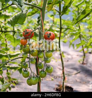 Kirschtomaten reifen von grün bis rot Stockfoto