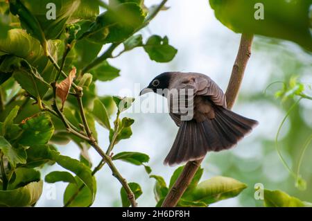 Gelb-belüfteter Bulbul (Pycnonotus xanthopygos) auf einem Zitronenbaum in einem Garten, der im Oktober in Israel fotografiert wurde Stockfoto