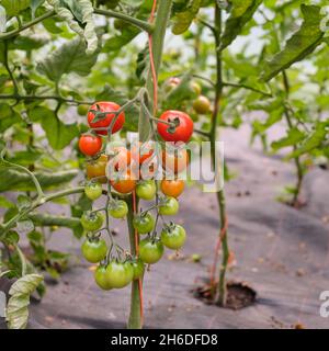 Kirschtomaten reifen von grün bis rot Stockfoto