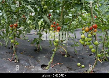 Kirschtomaten reifen von grün bis rot Stockfoto