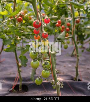 Kirschtomaten reifen von grün bis rot Stockfoto