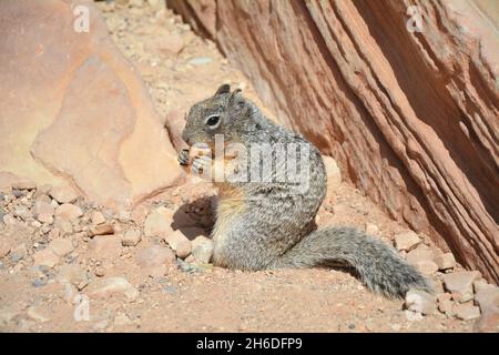 Eichhörnchen essen Krümel im Grand Canyon National Park in Arizona, USA. Stockfoto