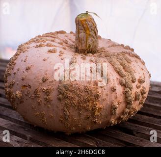 Squash Galeux d’Eysines Stockfoto