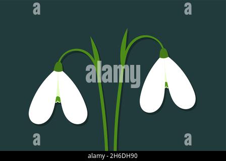 Weiße Schneeglöpfenblumen. Zwei Frühlingsblumen. Vektorgrafik. Stock Vektor